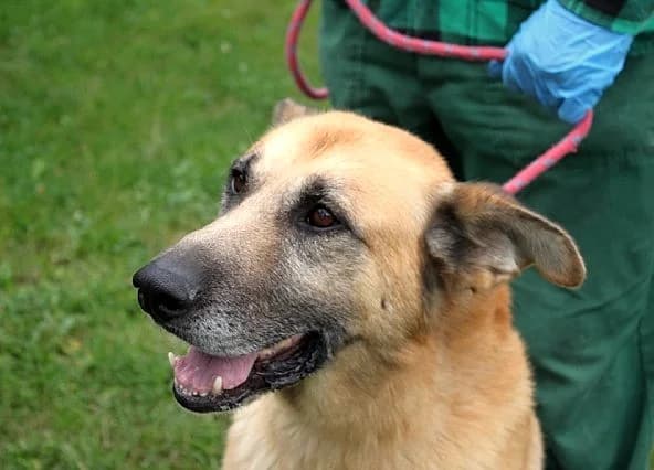 Unknown, male puppy Mixed Breed for adoption at Hundehilfe Polen, Dierkshausen