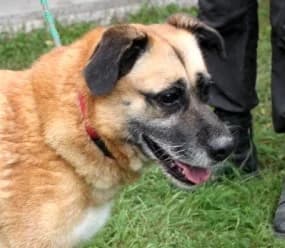TINA, female 3yo Mixed Breed for adoption at Hundehilfe Polen, Dierkshausen