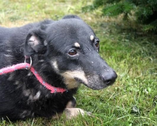 Unknown, male senior Mixed Breed for adoption at Hundehilfe Polen, Dierkshausen