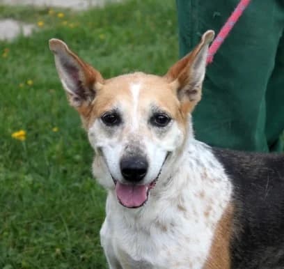 Unknown, female puppy Mixed Breed for adoption at Hundehilfe Polen, Dierkshausen