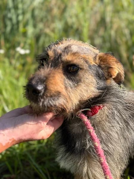 Unknown, male puppy Mixed Breed for adoption at Hundehilfe Polen, Dierkshausen