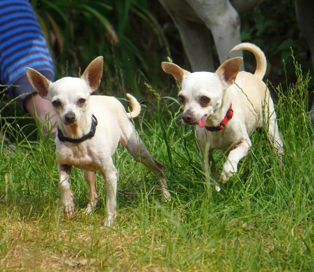 Bella, female senior Chihuahua for adoption at Hundehilfe Spanien e.V.