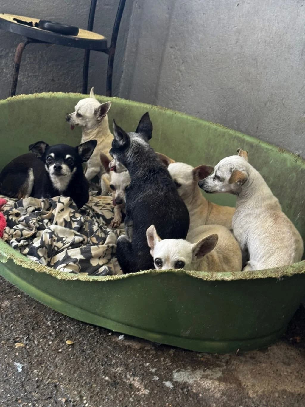 Blanca, female senior Chihuahua for adoption at Hundehilfe Spanien e.V.