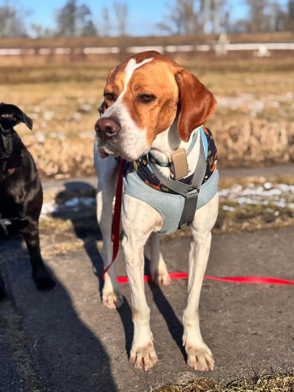 Chico, male 4yo Pointer for adoption at Hundehilfe Spanien e.V.
