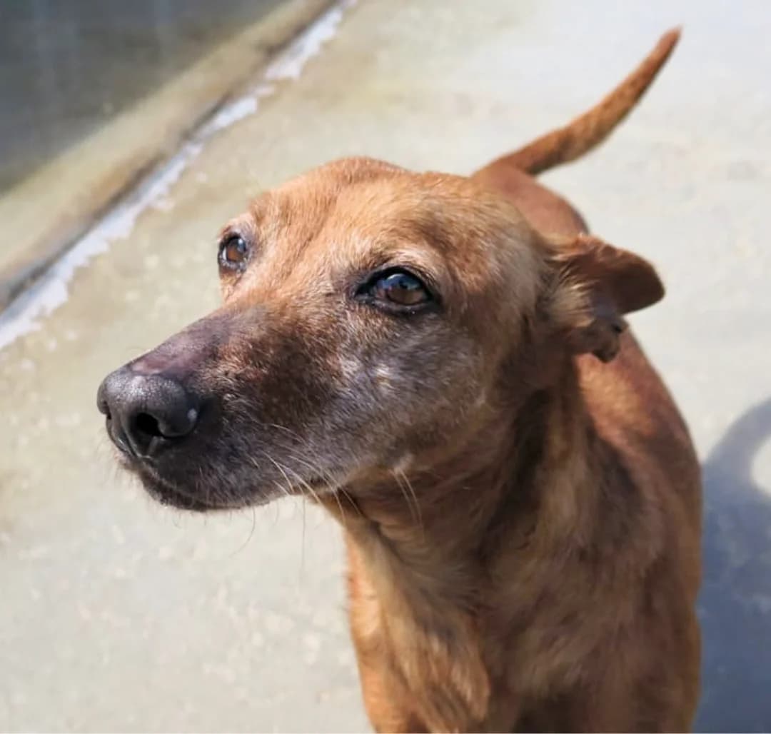 Guayaba, female Podenco for adoption at Hundehilfe Spanien e.V.