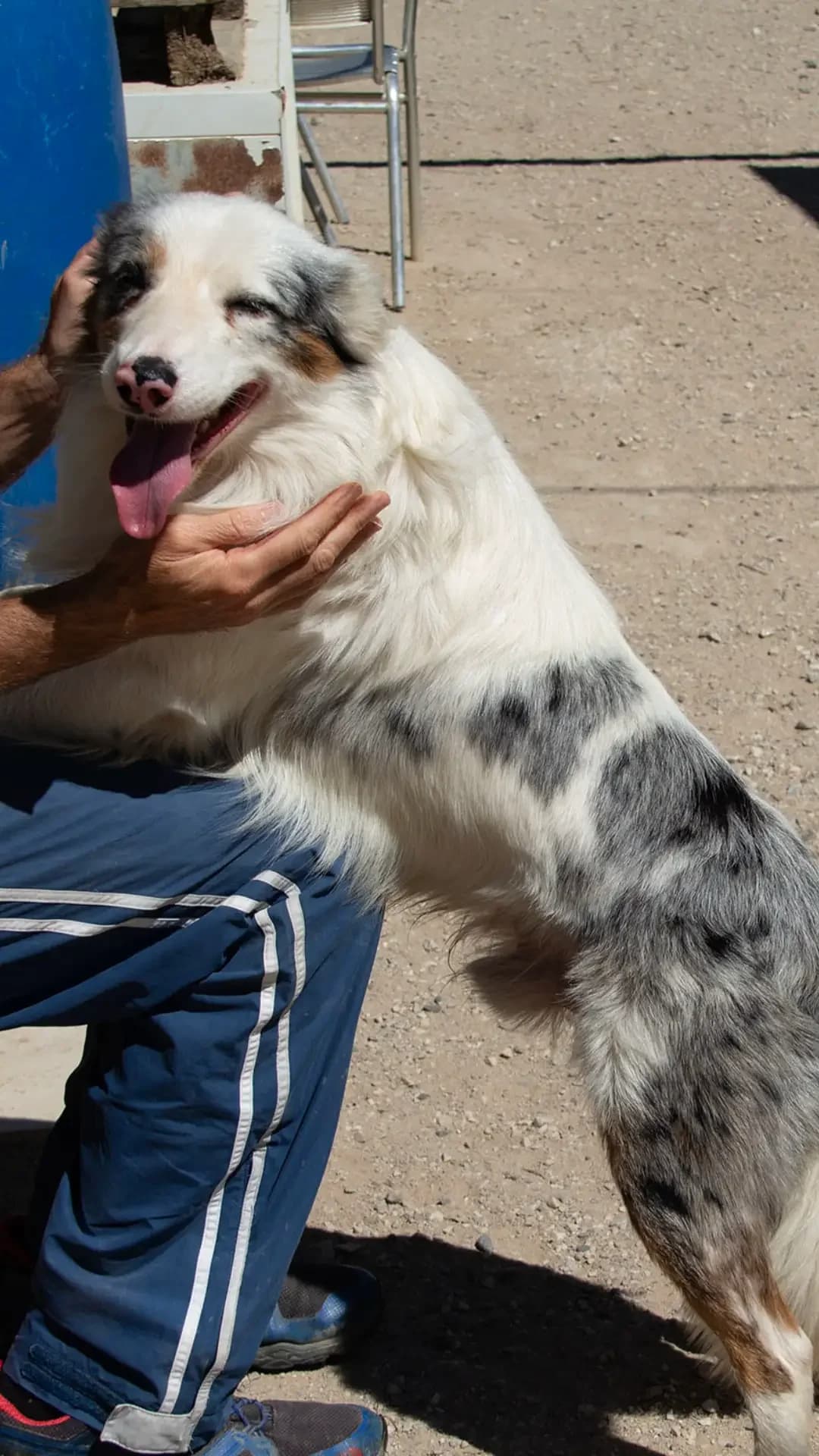 Lotto, male young Border Collie for adoption at Hundehilfe Spanien e.V.