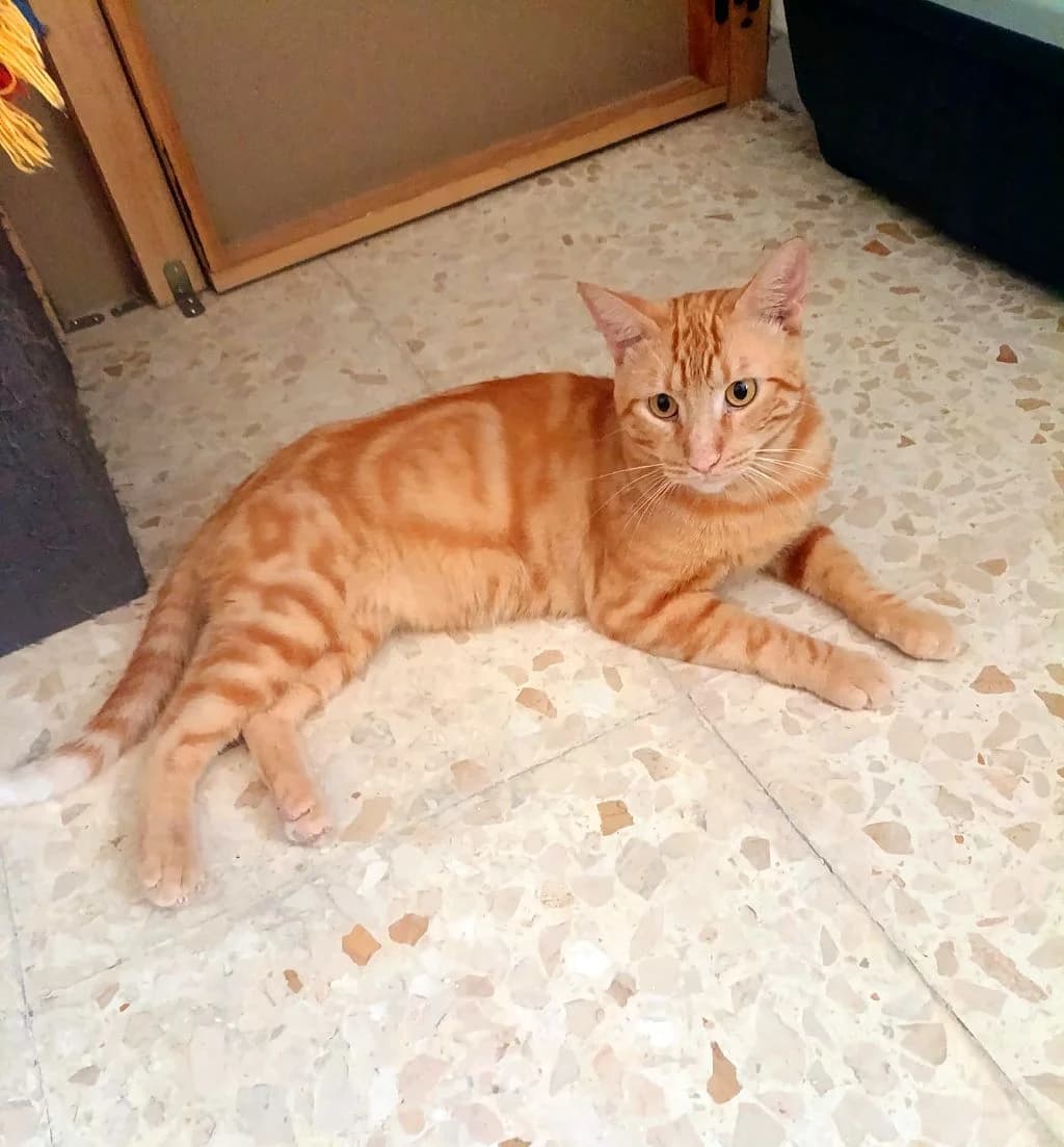 Milos, male young mixed breed for adoption at Hundehilfe Spanien e.V.