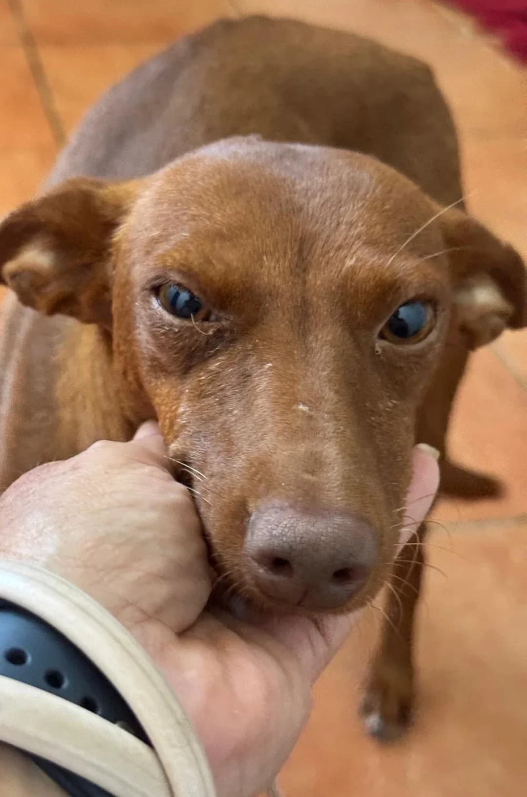 Mirella, female Podenco for adoption at Hundehilfe Spanien e.V.