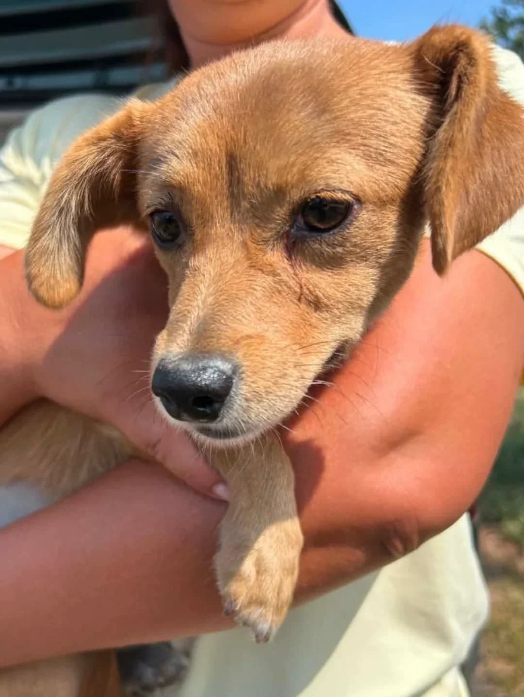 Petal, female puppy Mixed Breed for adoption at Hundehilfe Spanien e.V.