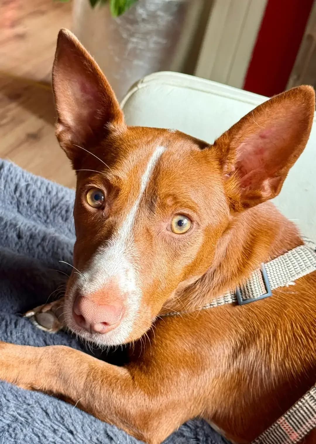 Rosendo, male young Podenco for adoption at Hundehilfe Spanien e.V.