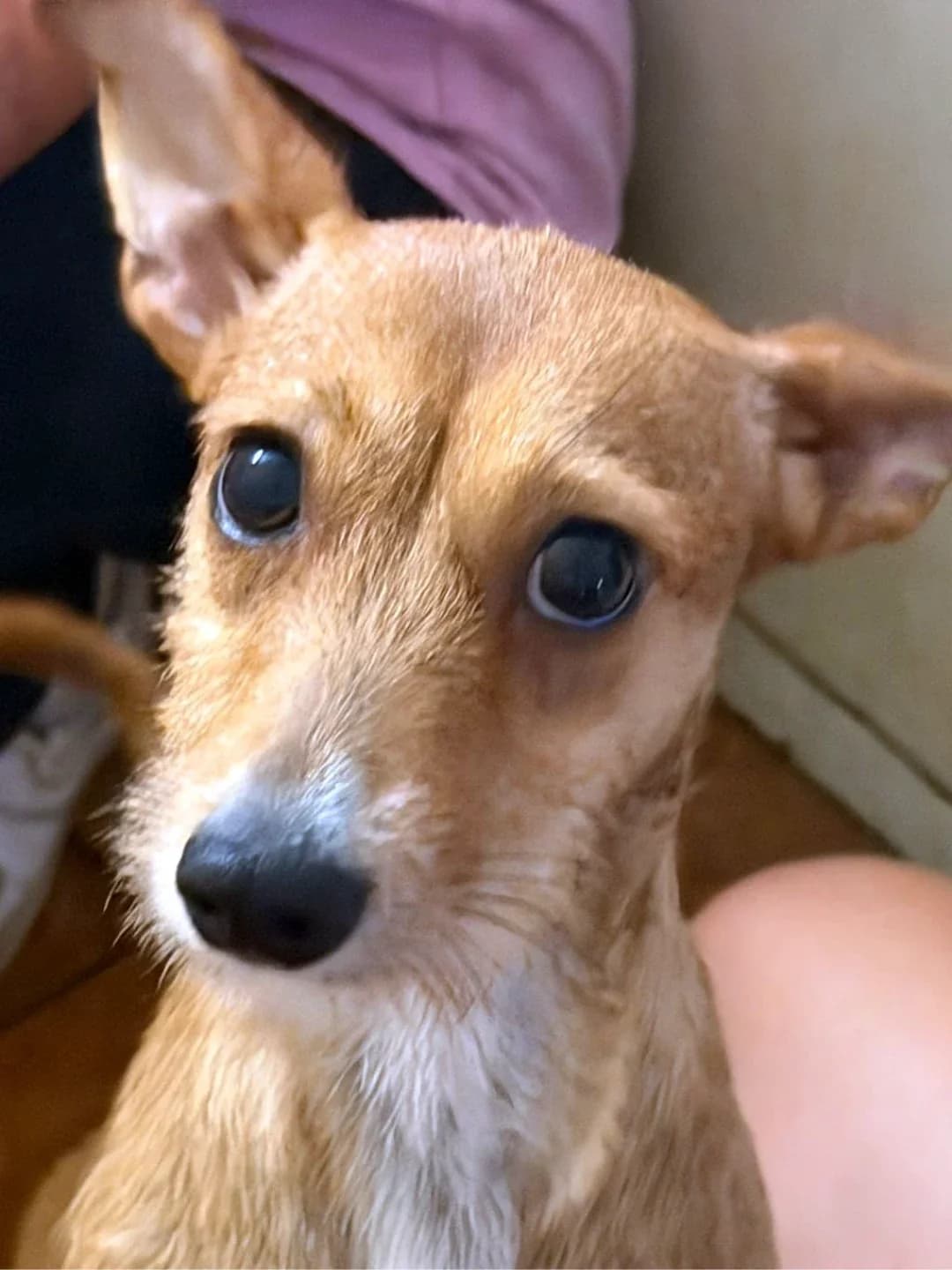 Sadie, female Podenco for adoption at Hundehilfe Spanien e.V.