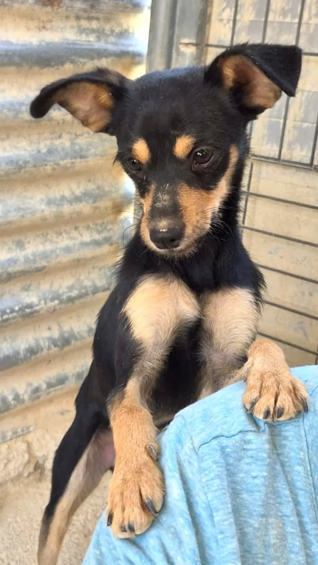 San, male mixed breed for adoption at Hundehilfe Spanien e.V.