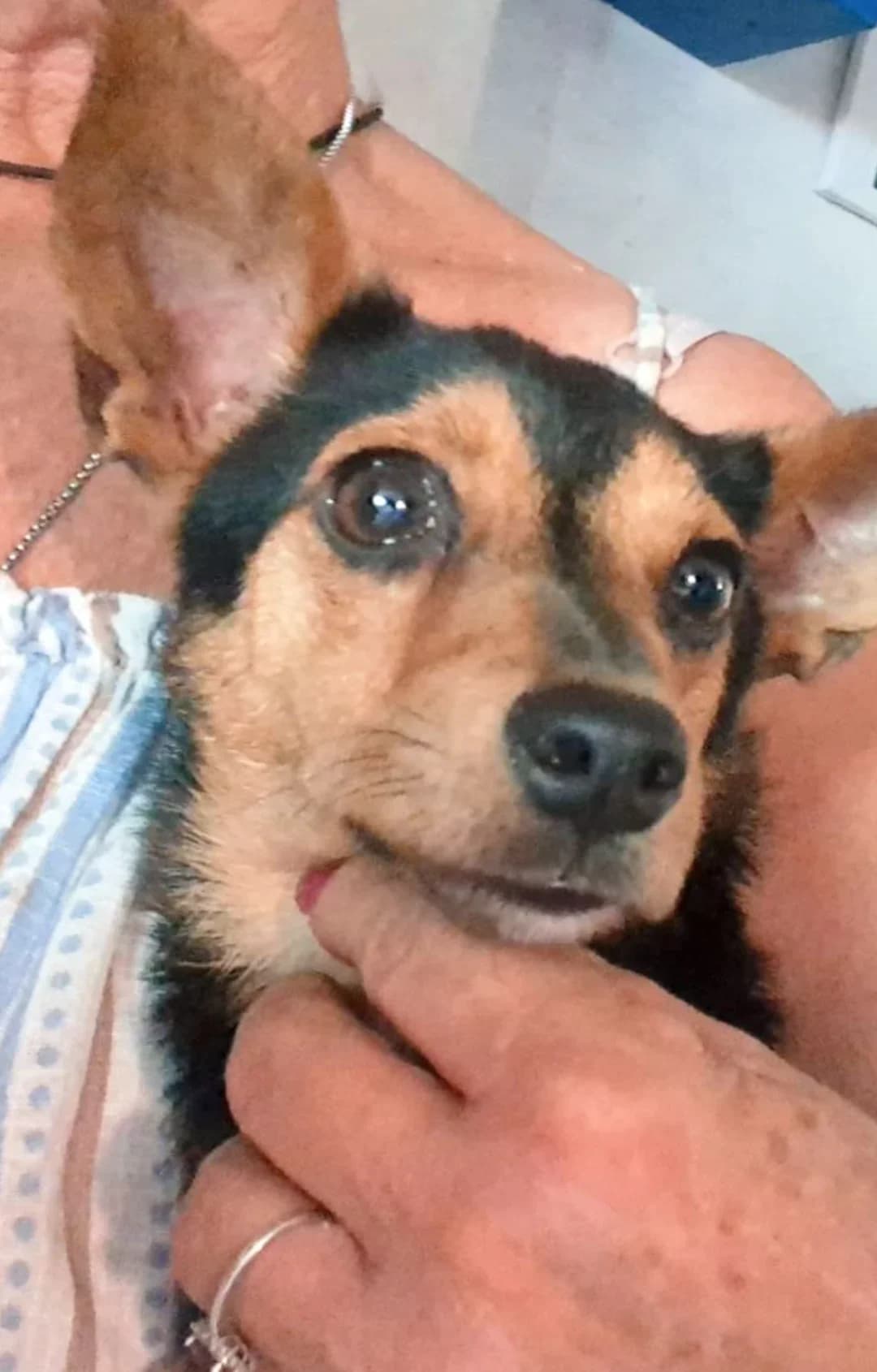 Snape, male Mixed Breed for adoption at Hundehilfe Spanien e.V.