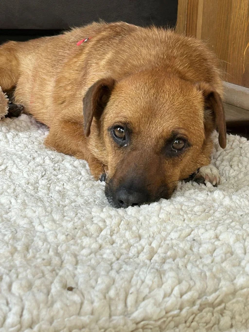Yanosch, male 6yo Mixed Breed for adoption at Hundehilfe Spanien e.V.