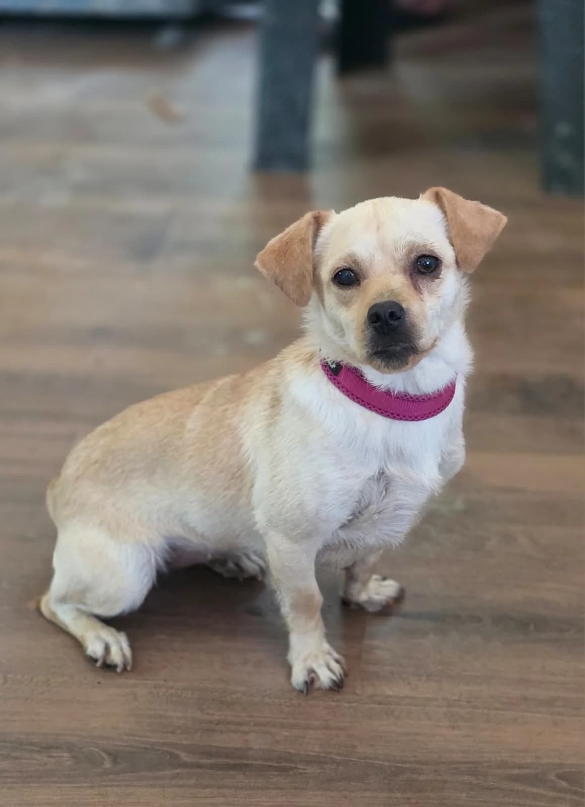 Duda,  Mixed Breed for adoption at Hundeliebe Grenzenlos e.V.