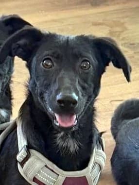 Elpi,  senior Mixed Breed for adoption at Hundeliebe Grenzenlos e.V.