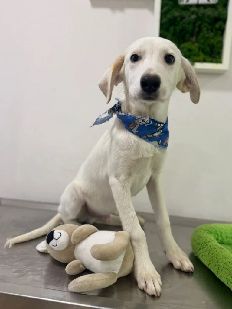 Huck,  Mixed Breed for adoption at Hundeliebe Grenzenlos e.V.