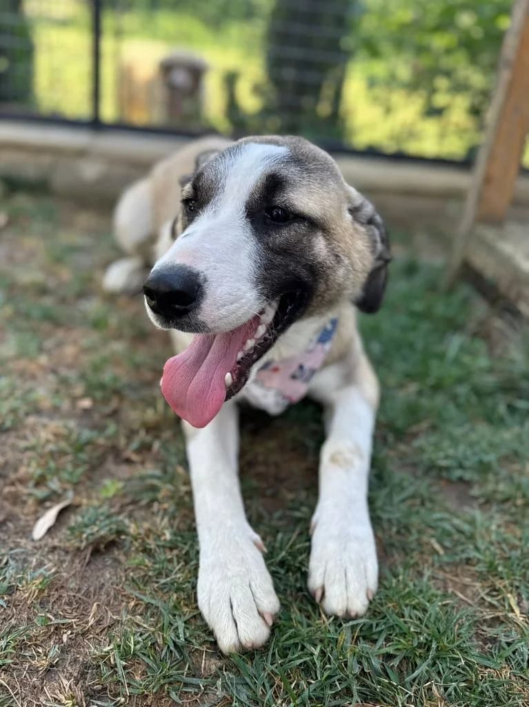 Iris,  puppy Mixed Breed for adoption at Hundeliebe Grenzenlos e.V.