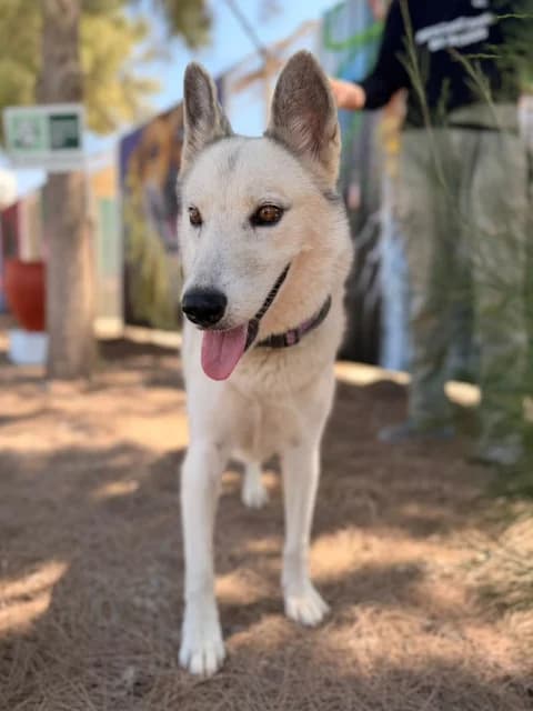 Rain,  Mixed Breed for adoption at Hundeliebe Grenzenlos e.V.