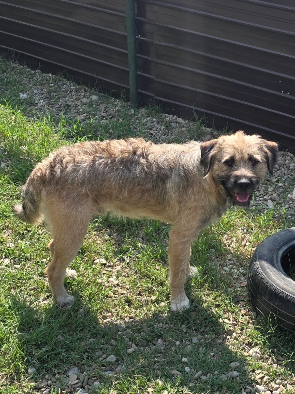 MARU, Mix, geb. 09/2025, male puppy Mixed Breed for adoption at Hundenothilfe.de, Germany