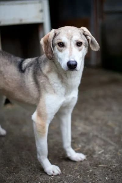 Pflegehund Aika, female 3yo Mixed Breed for adoption at Hunderettung Europa e.V., Duisburg