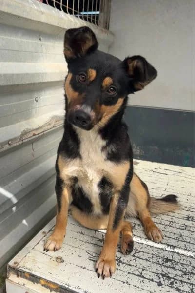 Felice, female young Mixed Breed for adoption at Hunderettung Europa e.V., Duisburg