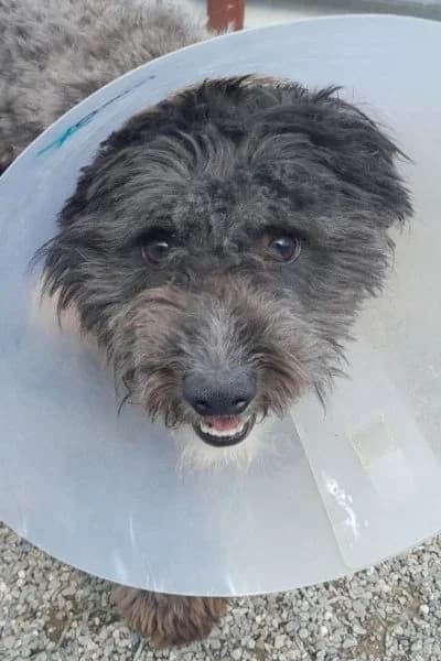 Jim, female Mixed Breed for adoption at Hunderettung Europa e.V.