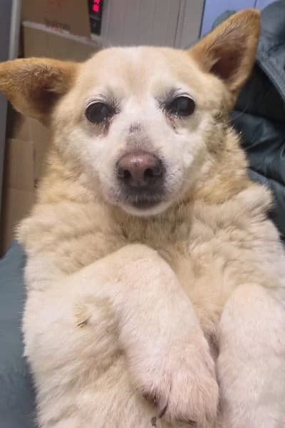 Mia, female senior Mixed Breed for adoption at Hunderettung Europa e.V., Duisburg