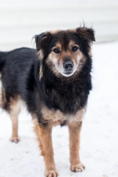 Daisy, female senior Mixed Breed for adoption at Hunderettung Europa e.V., Duisburg