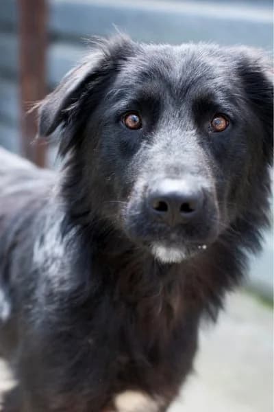 Nera, female young Mixed Breed for adoption at Hunderettung Europa e.V., Duisburg