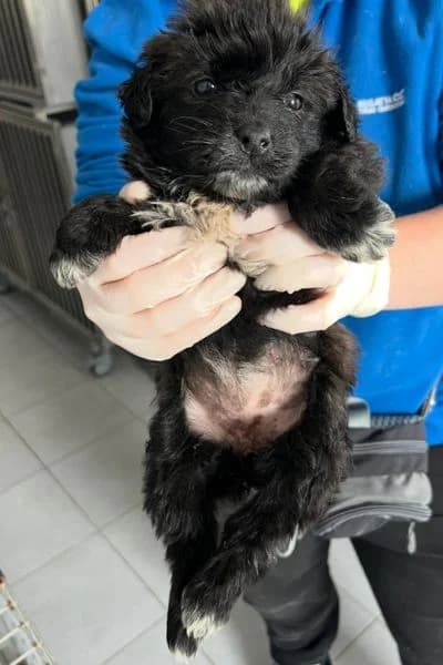 Natasha, female puppy Mixed Breed for adoption at Hunderettung Europa e.V., Duisburg