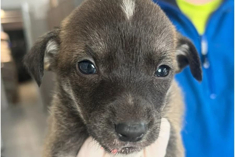 Thor, male puppy Mixed Breed for adoption at Hunderettung Europa e.V., Duisburg