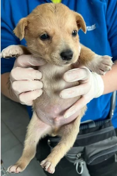 Tony, female puppy Mixed Breed for adoption at Hunderettung Europa e.V., Duisburg