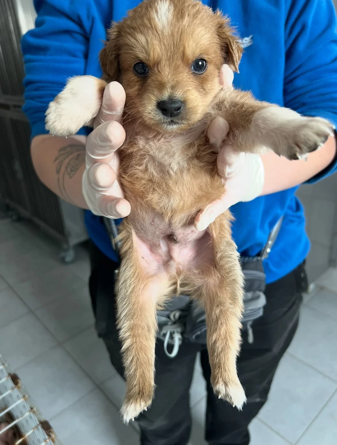 Clint, Mixed Breed (Hunderettung Europa e.V.)