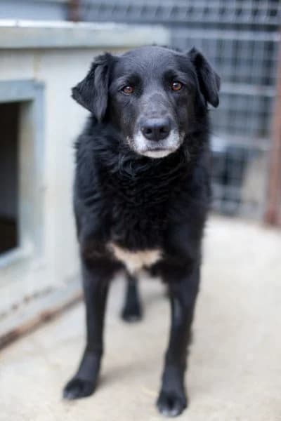 Sana, female senior Mixed Breed for adoption at Hunderettung Europa e.V., Duisburg