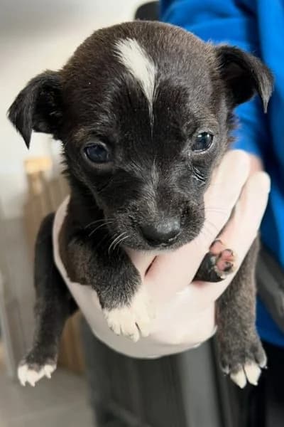 Bruce, male puppy Mixed Breed for adoption at Hunderettung Europa e.V., Duisburg