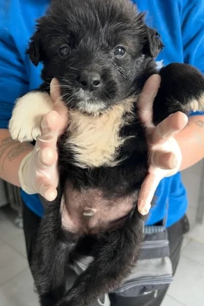 Peter, female puppy Mixed Breed for adoption at Hunderettung Europa e.V., Duisburg