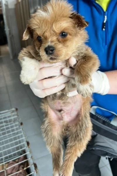 Steve, female puppy Mixed Breed for adoption at Hunderettung Europa e.V., Duisburg