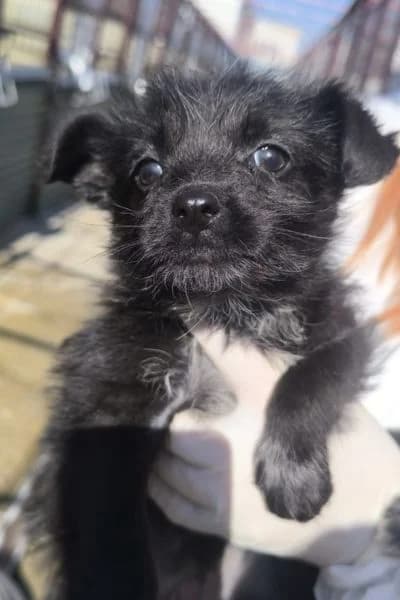 Malibu, female puppy Mixed Breed for adoption at Hunderettung Europa e.V., Duisburg