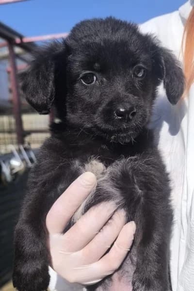 Breeze, male puppy Mixed Breed for adoption at Hunderettung Europa e.V., Duisburg