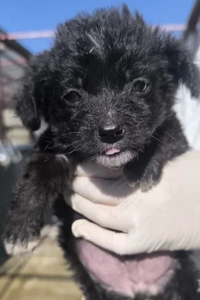 Capri, male puppy Mixed Breed for adoption at Hunderettung Europa e.V., Duisburg