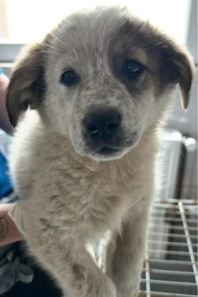 Butter, male puppy Mixed Breed for adoption at Hunderettung Europa e.V., Duisburg