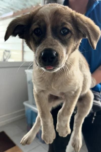 Peanut, female puppy Mixed Breed for adoption at Hunderettung Europa e.V., Duisburg