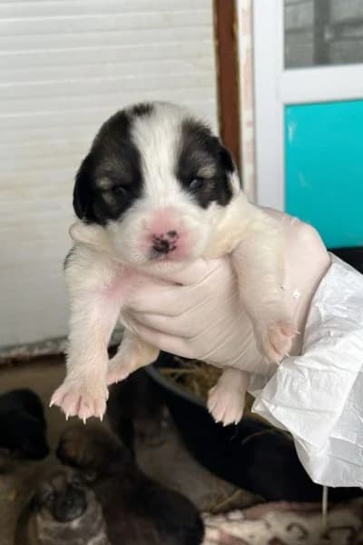 Dandy, female puppy Mixed Breed for adoption at Hunderettung Europa e.V., Duisburg