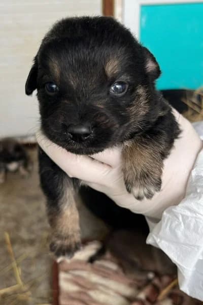 Casey, female puppy Mixed Breed for adoption at Hunderettung Europa e.V., Duisburg