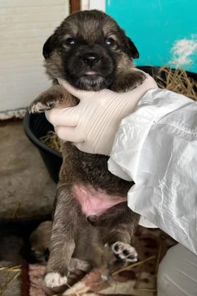 Catty, female puppy Mixed Breed for adoption at Hunderettung Europa e.V., Duisburg