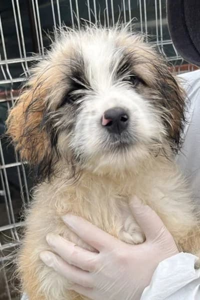 Toto, male puppy Mixed Breed for adoption at Hunderettung Europa e.V., Duisburg
