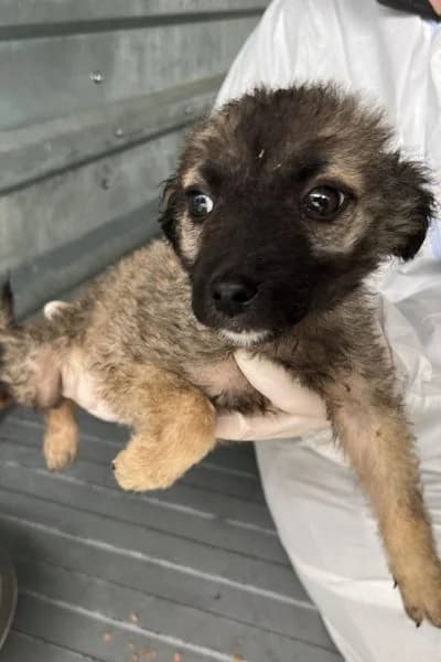 Mellow, male puppy Mixed Breed for adoption at Hunderettung Europa e.V., Duisburg