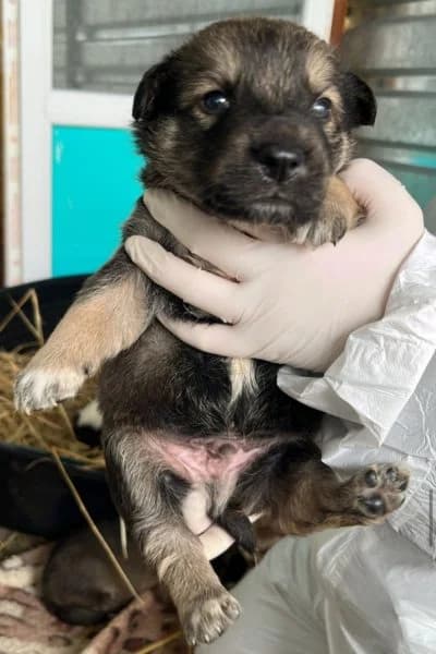 Timothy, male puppy Mixed Breed for adoption at Hunderettung Europa e.V., Duisburg