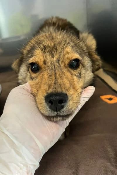 Pinocchio, male puppy Mixed Breed for adoption at Hunderettung Europa e.V., Duisburg